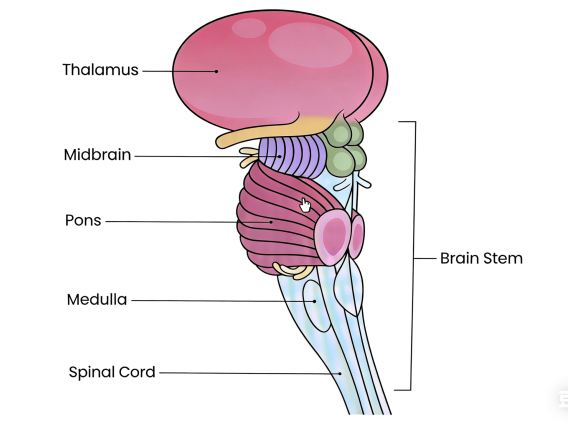 Brainstem: Parts, Functions, & Significance